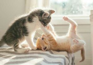 gatos01-500x350
